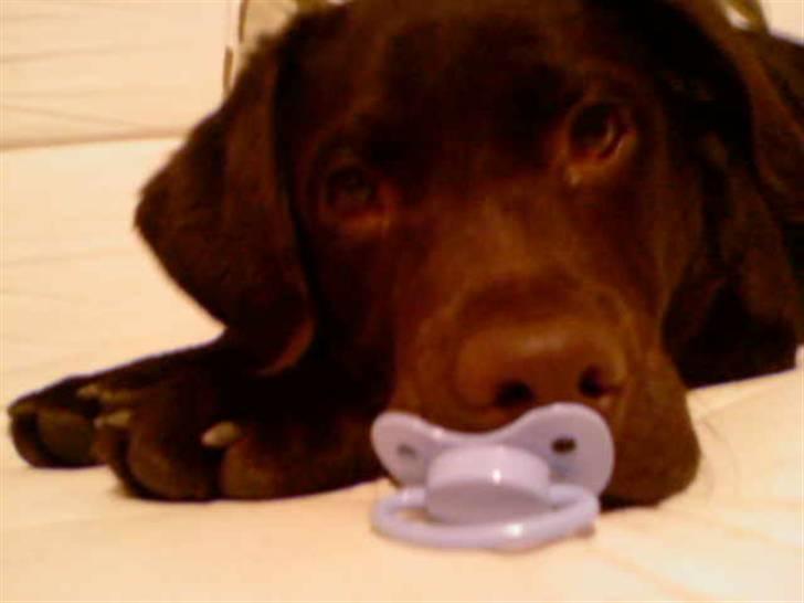 Labrador retriever Bailey billede 11