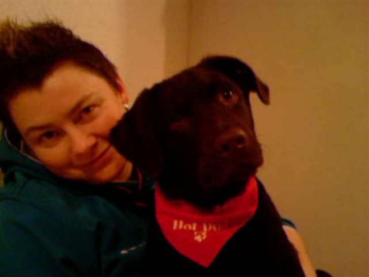 Labrador retriever Bailey billede 12