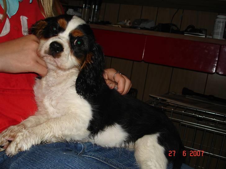 Cavalier king charles spaniel Boffi - Boffi :) billede 1