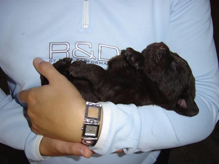 Labrador retriever Bailey - 4 uger gammel billede 13