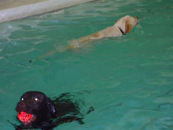 Labrador retriever Bailey - Til svømning med Mille billede 14