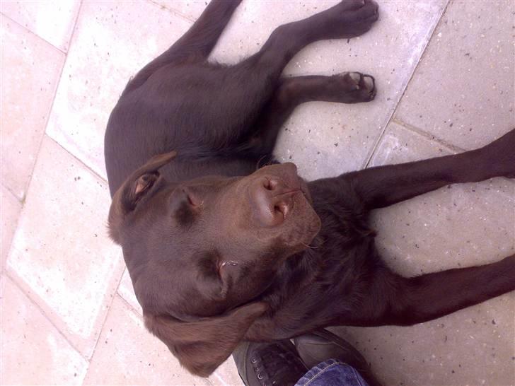 Labrador retriever Bailey billede 15