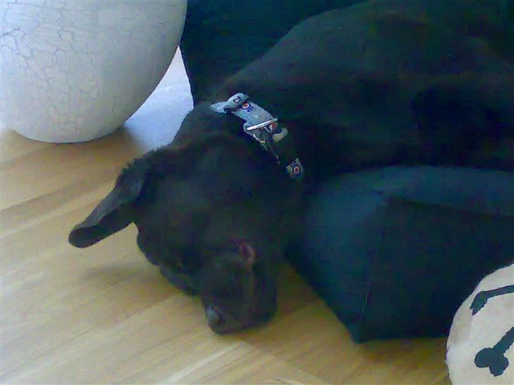 Labrador retriever Bailey billede 16