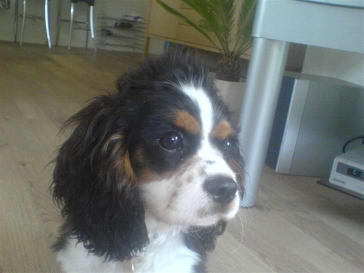 Cavalier king charles spaniel Boffi - Boffi med strit hår :P billede 2