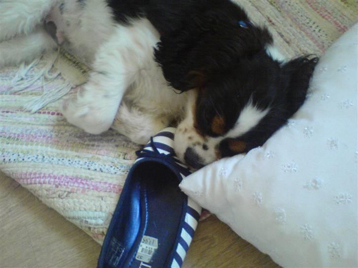 Cavalier king charles spaniel Boffi - Boffi som ligger med mors sko :P billede 3