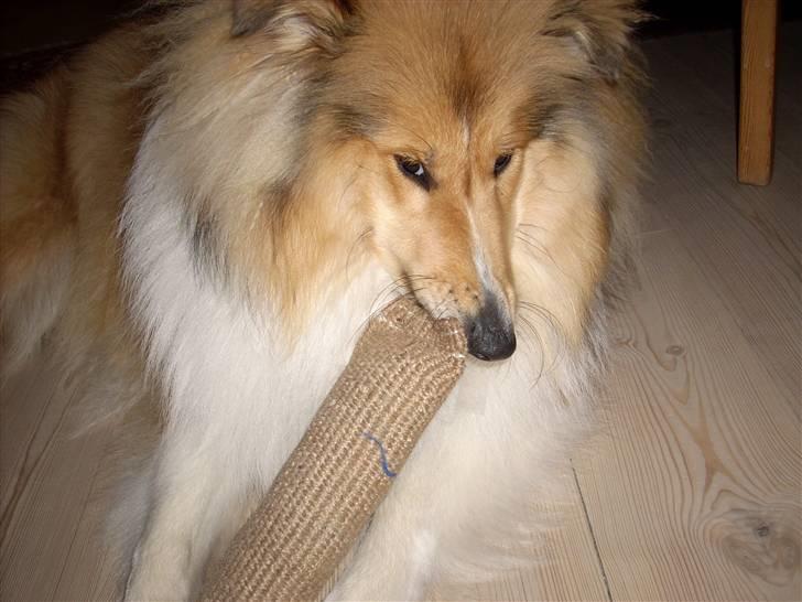 Collie langhåret Dreams of Woodland Always A Lady <3 billede 10