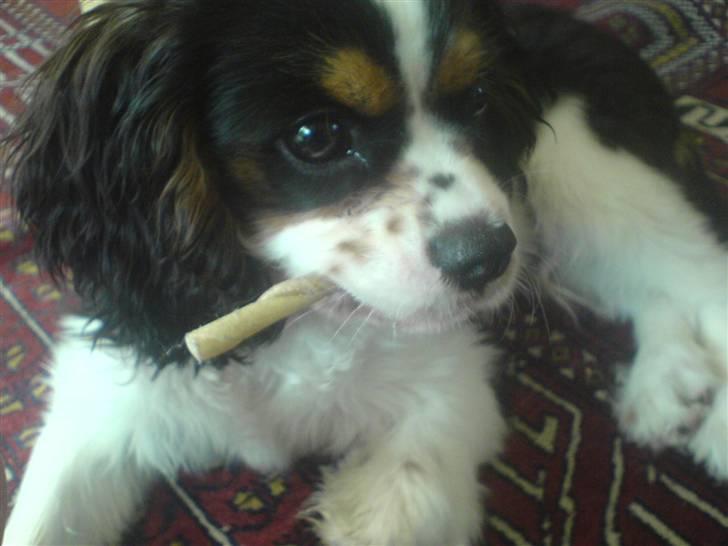 Cavalier king charles spaniel Boffi - boffi  med en pind i munden (: billede 4