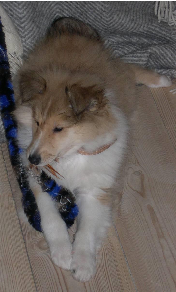 Collie langhåret Dreams of Woodland Always A Lady <3 - Slemme Baby (: billede 11