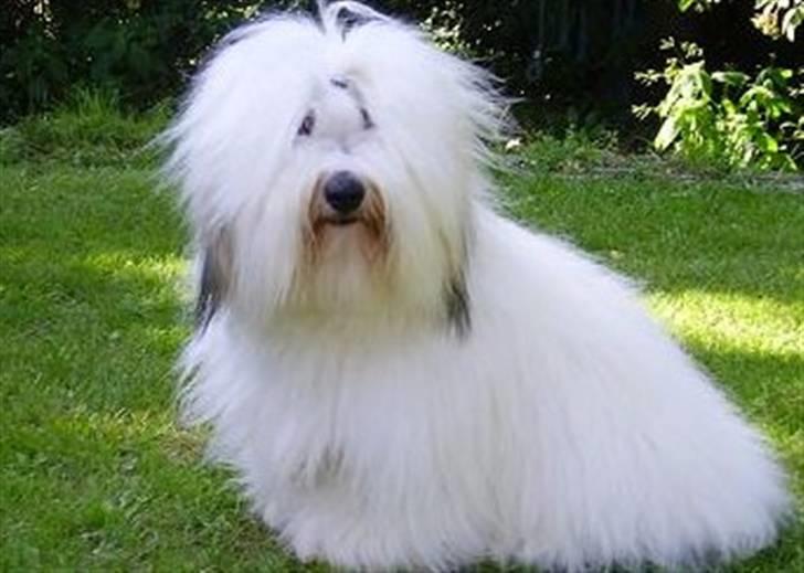 Coton de tulear Malthe billede 1