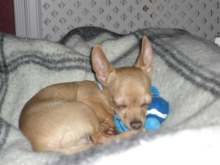 Chihuahua Mikkel Jensen - Ligger lige og for mig en skønheds lur billede 1