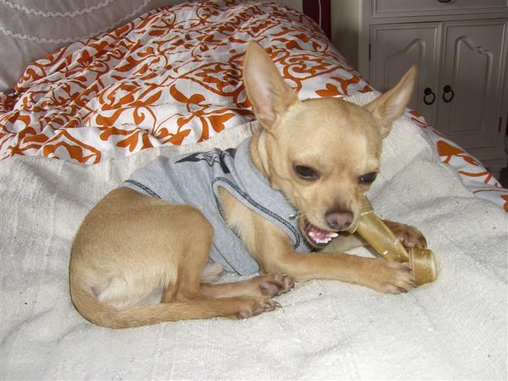 Chihuahua Mikkel Jensen - Altid godt med et kødben billede 2