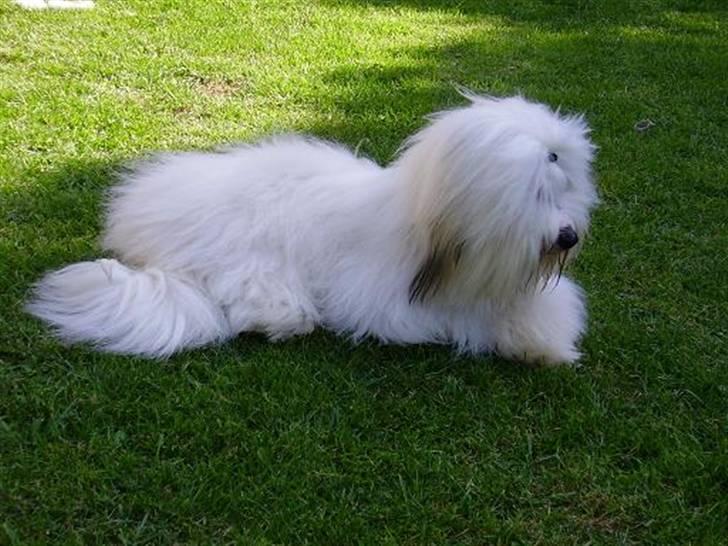 Coton de tulear Malthe billede 2