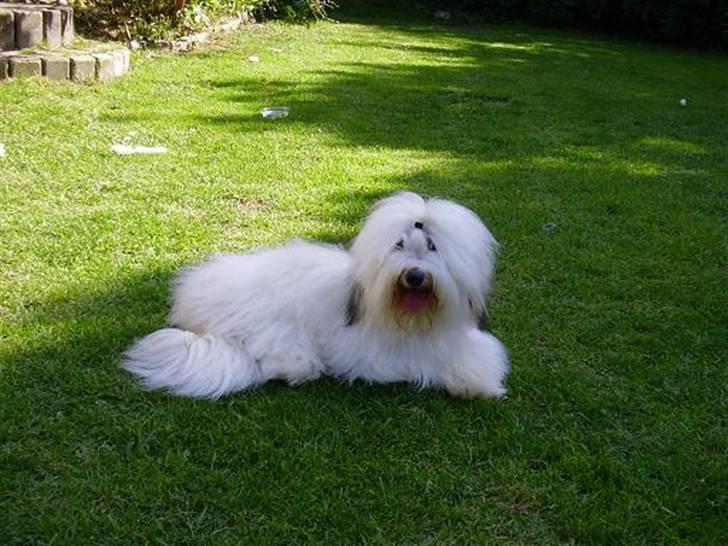 Coton de tulear Malthe billede 3