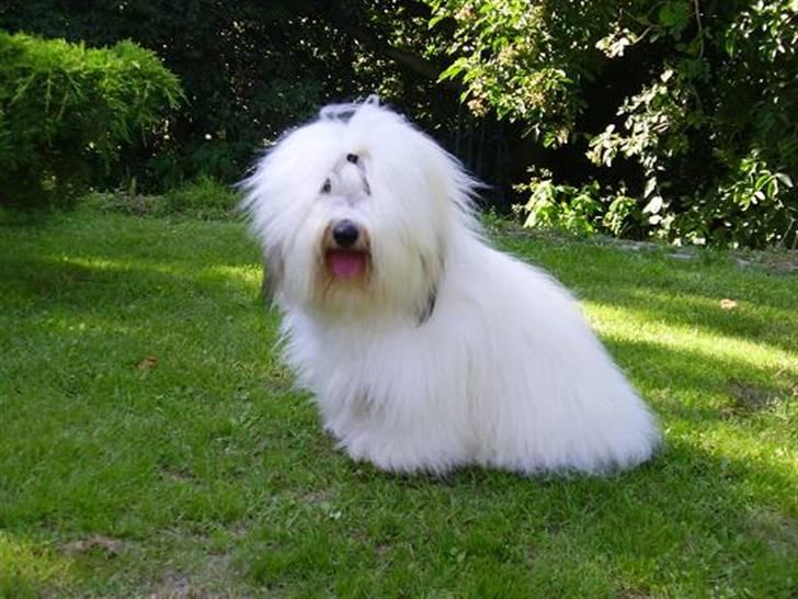 Coton de tulear Malthe billede 4