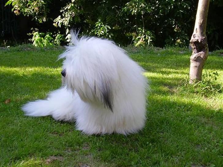 Coton de tulear Malthe billede 5