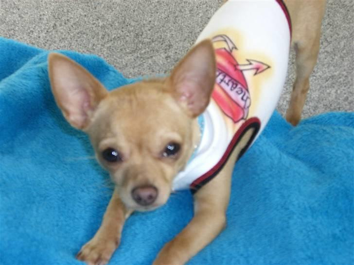 Chihuahua Mikkel Jensen - Halløjsa billede 3