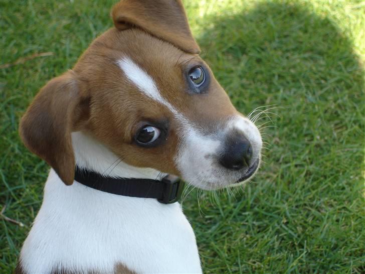 Dansk svensk gaardhund Mandy - Her er hun 8-9 uger, jeg er vel nok flot. billede 2