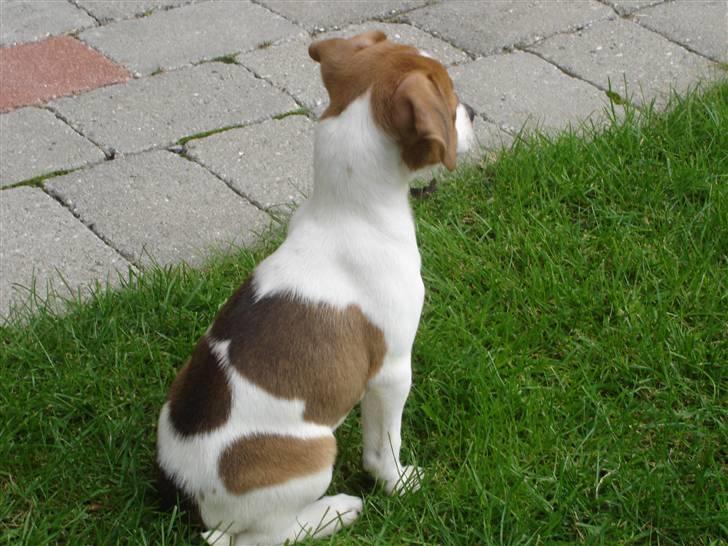 Dansk svensk gaardhund Mandy - Her sidder jeg og kigger ud over haven. billede 3