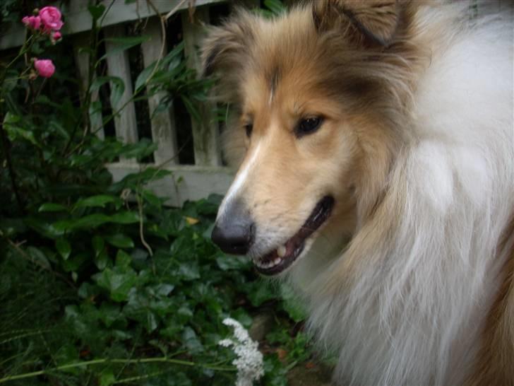 Collie langhåret Dreams of Woodland Always A Lady <3 billede 12
