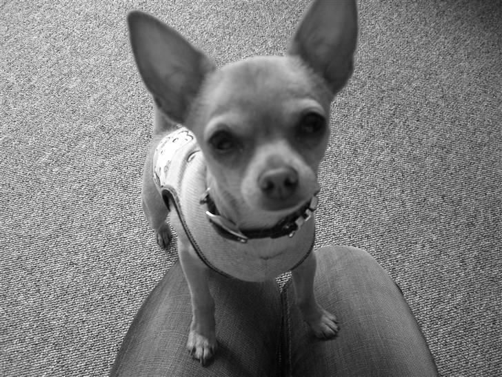 Chihuahua Mikkel Jensen - nær billed billede 5