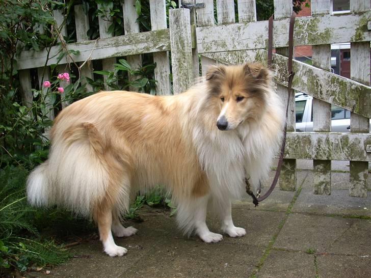 Collie langhåret Dreams of Woodland Always A Lady <3 billede 13