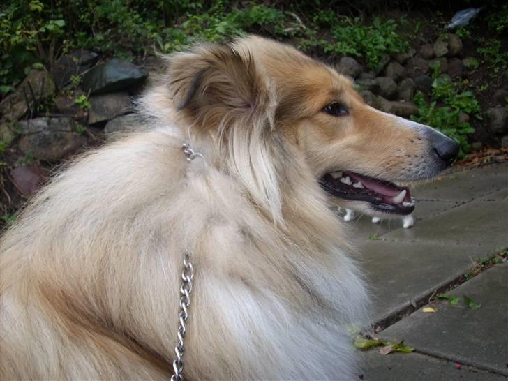 Collie langhåret Dreams of Woodland Always A Lady <3 billede 14