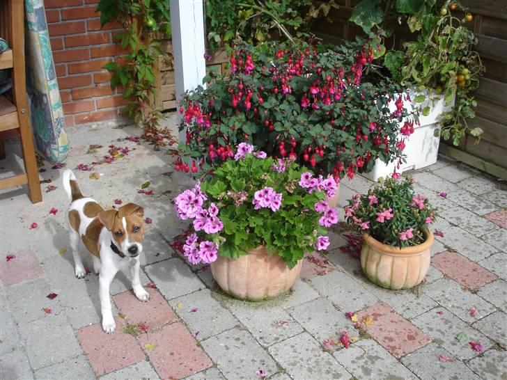 Dansk svensk gaardhund Mandy - På tur i haven. billede 6