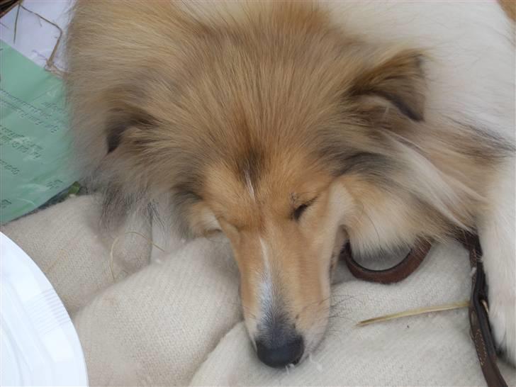 Collie langhåret Dreams of Woodland Always A Lady <3 - En træt vovse efter Rewentlovmarkedet (: billede 15