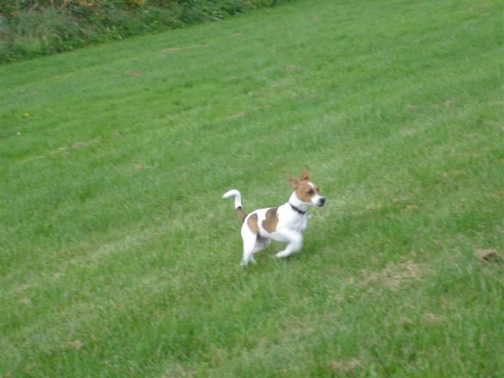 Dansk svensk gaardhund Mandy - Jeg tager mig lige en løbetur. billede 9