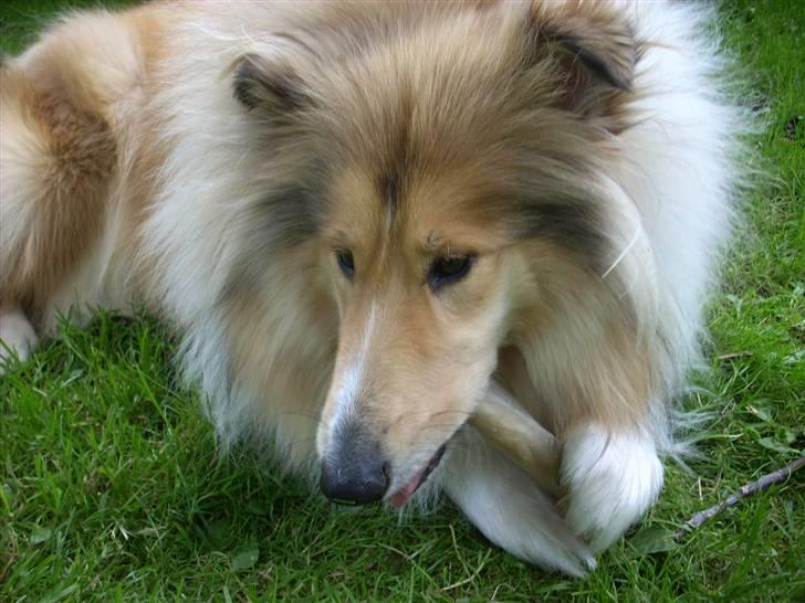 Collie langhåret Dreams of Woodland Always A Lady <3 billede 16