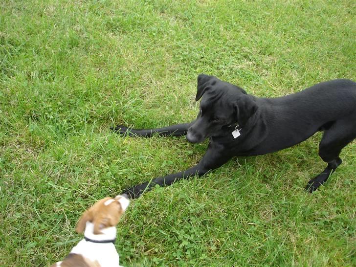 Dansk svensk gaardhund Mandy - Er på stranden og leger med naboens hund. billede 10