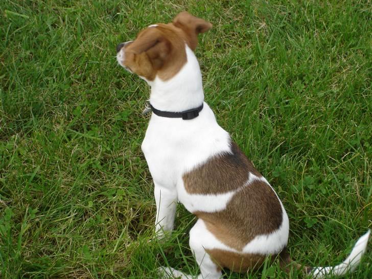 Dansk svensk gaardhund Mandy - På stranden, hvor jeg kigger ud over vandet. billede 12