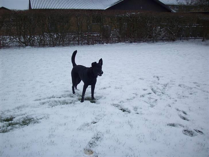 Blanding af racer Tigo billede 11