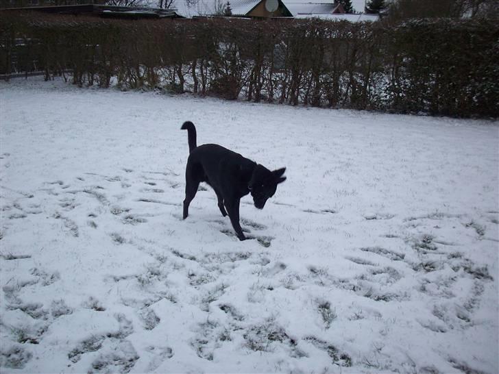 Blanding af racer Tigo billede 12