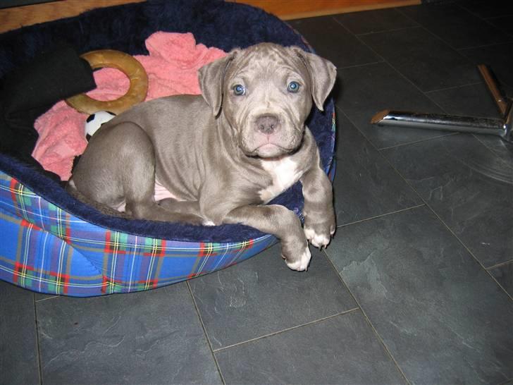 Amerikansk staffordshire terrier Costa - Ligger lige og nyder min kurv... billede 1