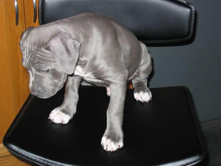Amerikansk staffordshire terrier Costa - Uhhh her er langt ned.. billede 2