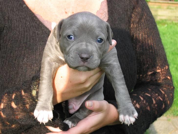 Amerikansk staffordshire terrier Costa - Her kan jeg kigge til begge sider - hehe billede 3