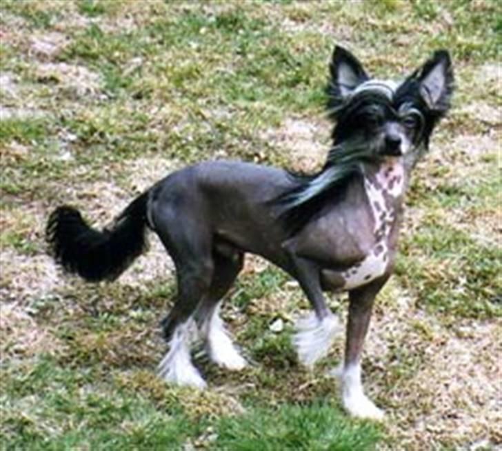 Chinese crested hårløs Fregne (Mexi Rosie-Liv) - Fregnes farmand billede 10