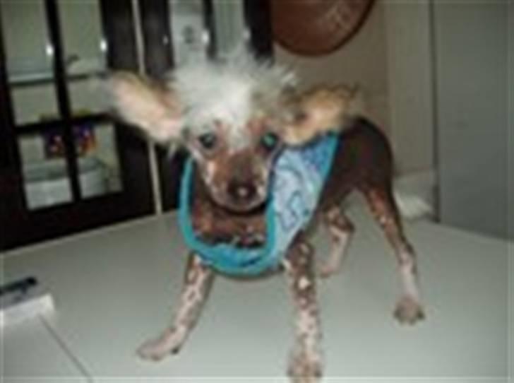 Chinese crested hårløs Fregne (Mexi Rosie-Liv) - Lille Fregne før hun flyttede hjem til mig, er hun ikke nuser billede 11