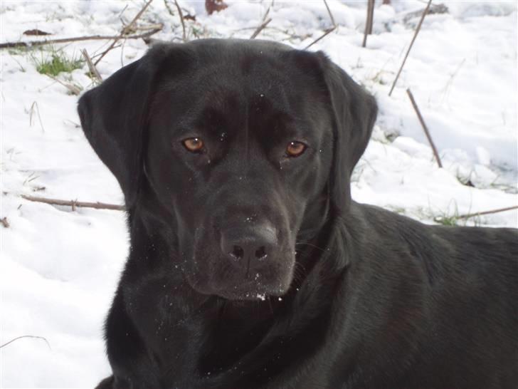 Labrador retriever Tøzen - Her er jeg så! billede 1