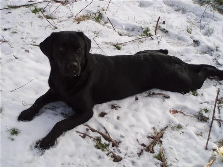 Labrador retriever Tøzen - Dejligt at få kølet maven i sneen billede 2