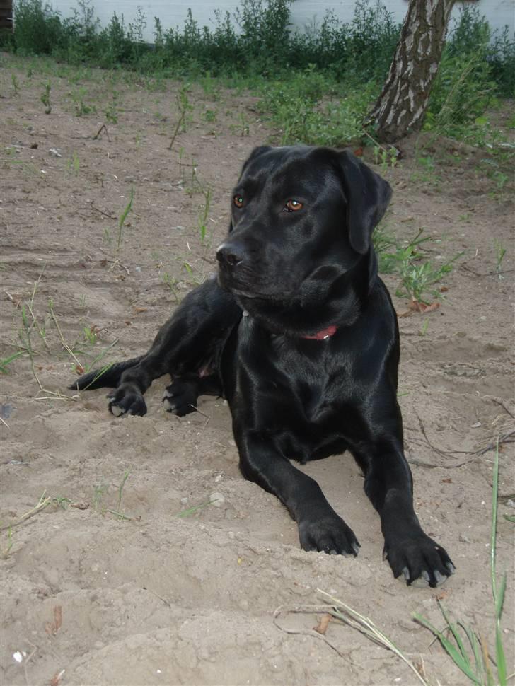 Labrador retriever Tøzen billede 3