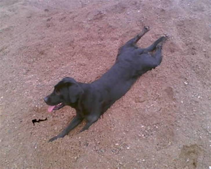 Labrador retriever Tøzen - Tager lige en rutsjetur ned af grusbunken billede 4