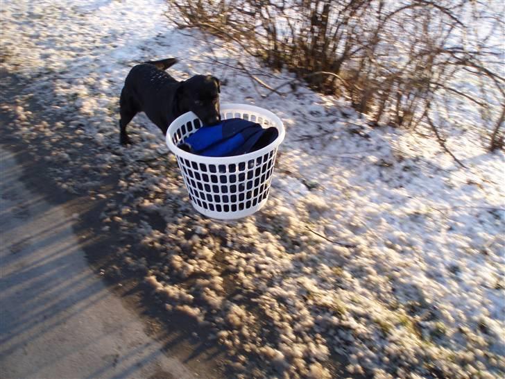 Labrador retriever Tøzen - Her hjælper jeg med at bære vasketøjet hjem for mor billede 5