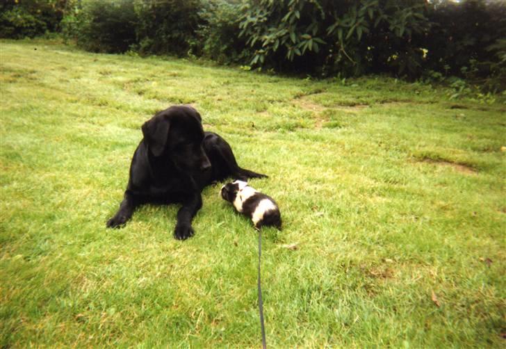 Labrador retriever Tøzen - Mig og marsvinet Sille i en hyggestund på græsplænen billede 6