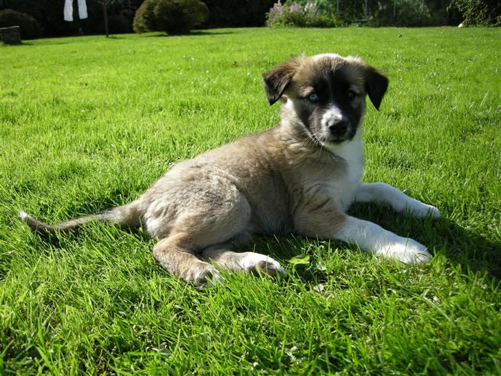 Blanding af racer Mulle billede 1