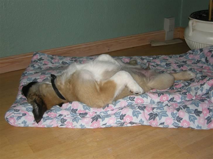 Blanding af racer Mulle - Man slapper nok lige af :) billede 2