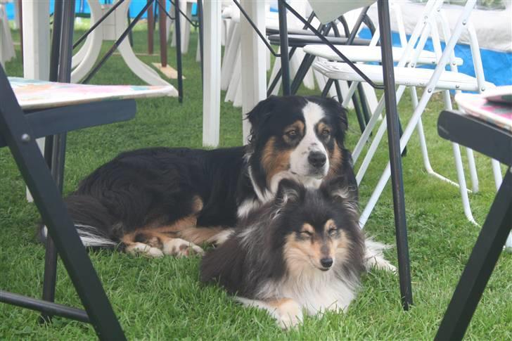 Shetland sheepdog Capstone Nice little Jack billede 3