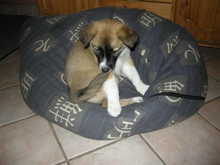 Blanding af racer Mulle billede 3