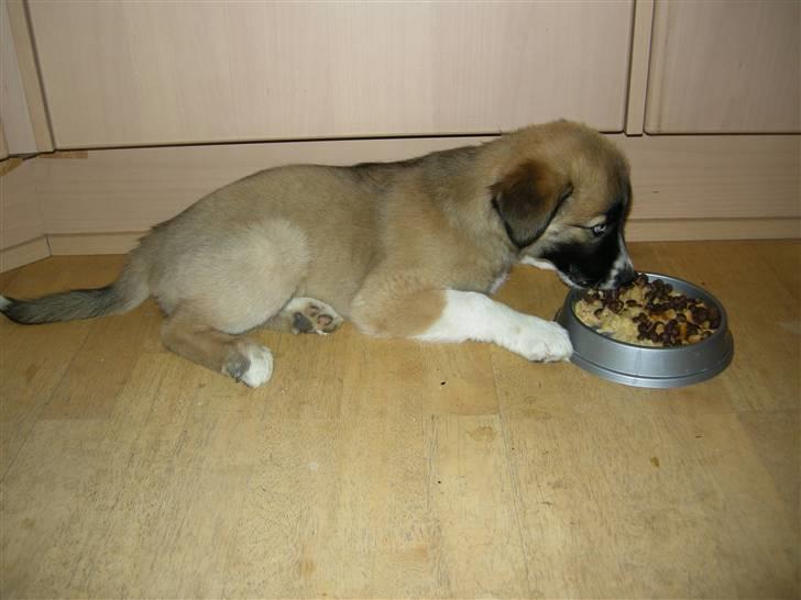 Blanding af racer Mulle - Dovenskaben længe leve billede 4